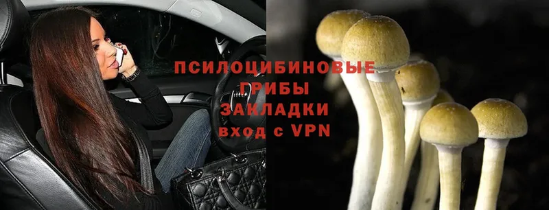 Галлюциногенные грибы Psilocybe  Карабаш 